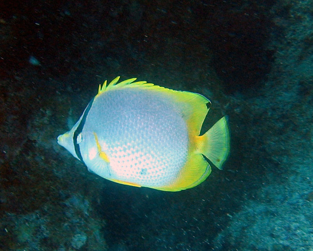 ../pictures/Butterfly_fish3.jpg