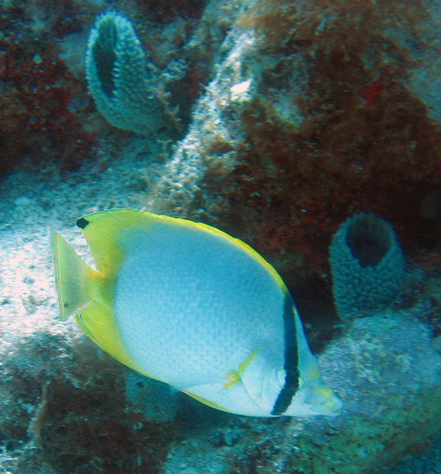 ../pictures/Butterfly_fish4.jpg