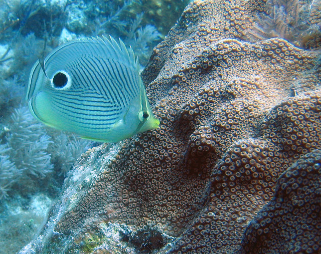 ../pictures/Butterfly_fish5.jpg