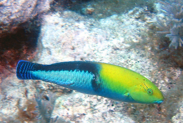 ../pictures/Yellowhead_wrasse.jpg