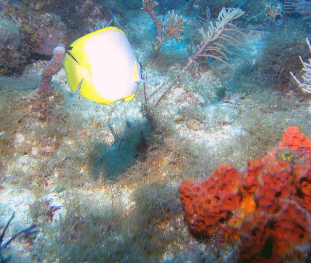 ../pictures/Butterfly_fish1.jpg