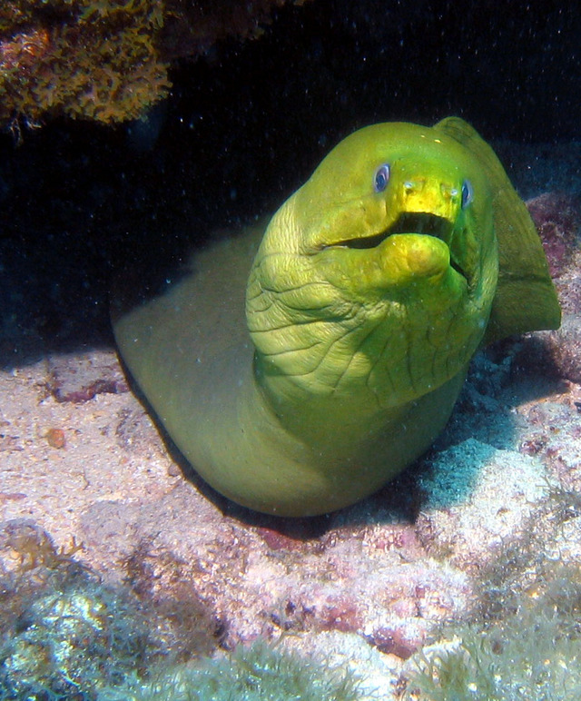 ../pictures/Green_moray2.jpg