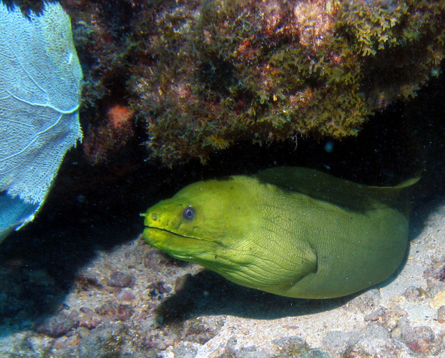 ../pictures/Green_moray3.jpg