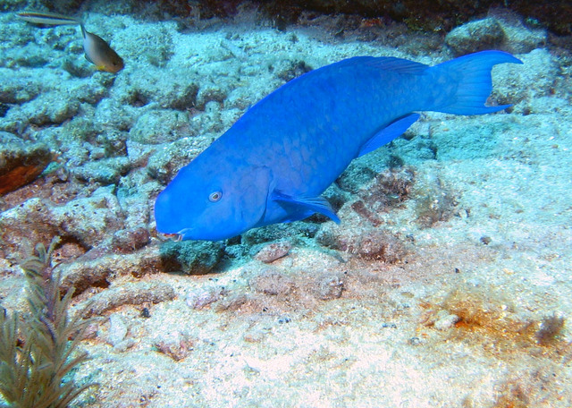 ../pictures/Parrot_fish1.jpg