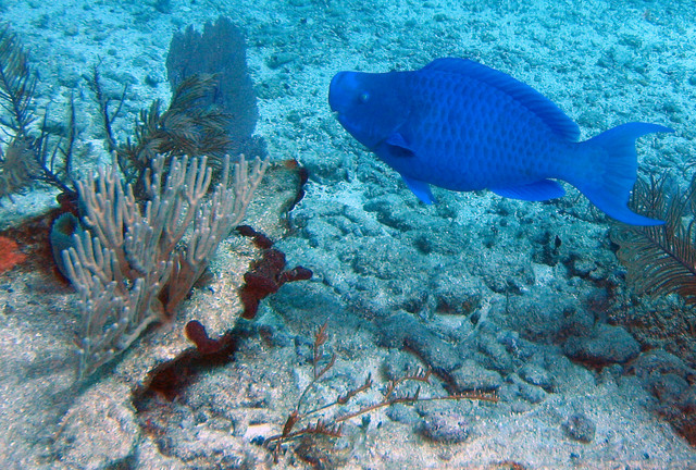 ../pictures/Parrot_fish2.jpg