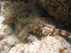 Scorpion_fish3.jpg