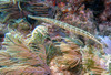 Trumpet_fish5.jpg