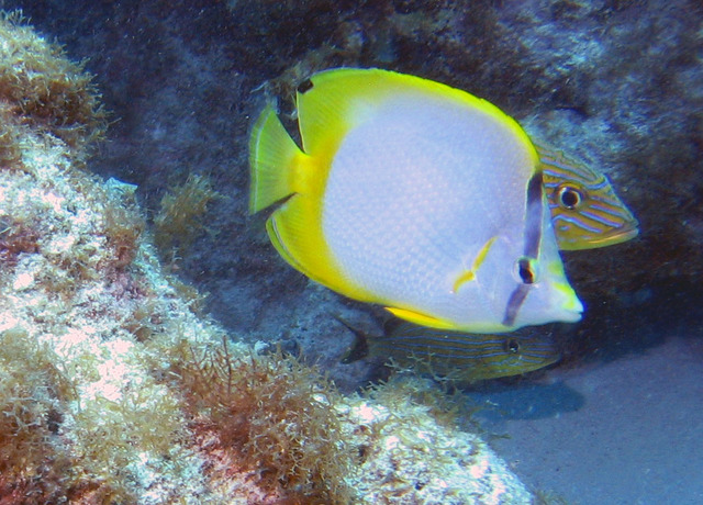 ../pictures/Butterfly_fish5.jpg