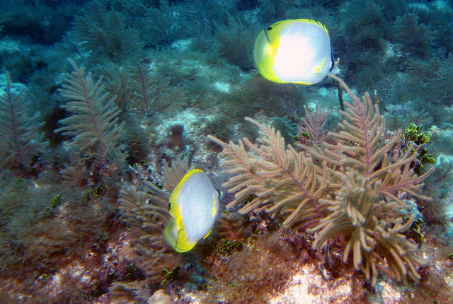 ../pictures/Butterfly_fish.jpg