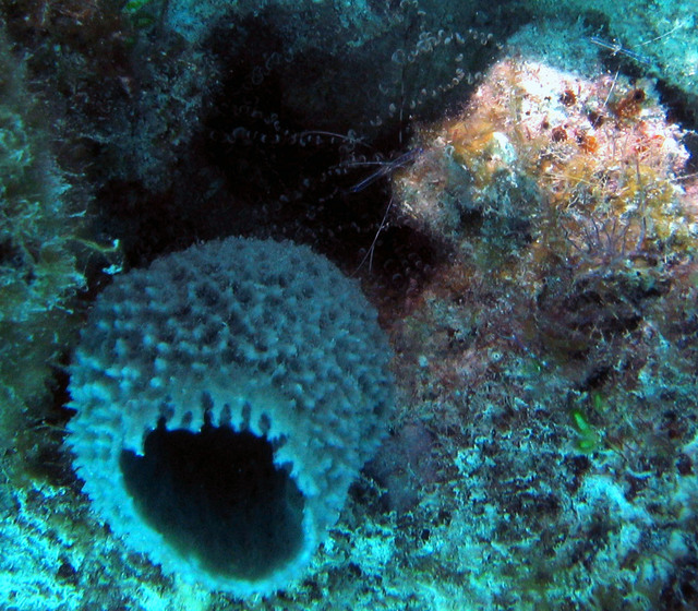 ../pictures/Cleaner_shrimp.jpg