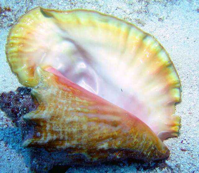 ../pictures/Conch.jpg
