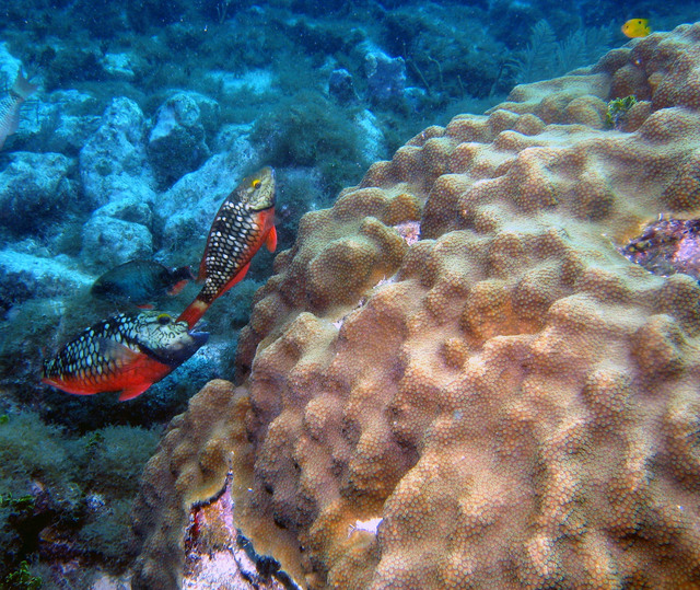../pictures/Parrot_fish.jpg