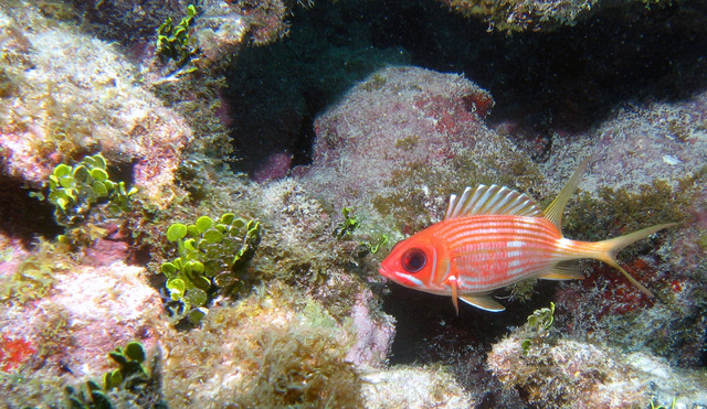 ../pictures/Squirrel_fish1.jpg