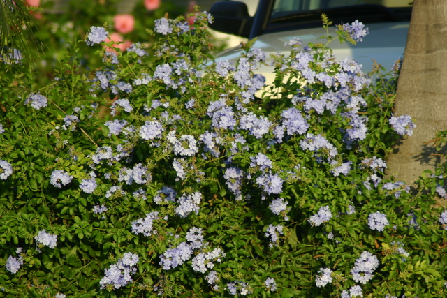 ../pictures/Flowers1.jpg