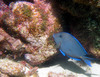 blue_tang1.jpg