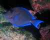 blue_tang2.jpg