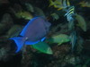 blue_tang3.jpg