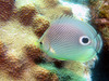 butterfly_fish8.jpg