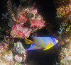 juvenile_angel_fish3.jpg