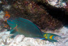 parrot_fish4.jpg