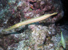 trumpet_fish1.jpg