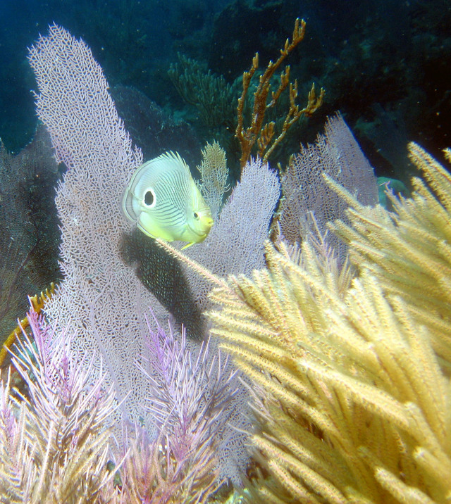 ../pictures/butterfly_fish9.jpg