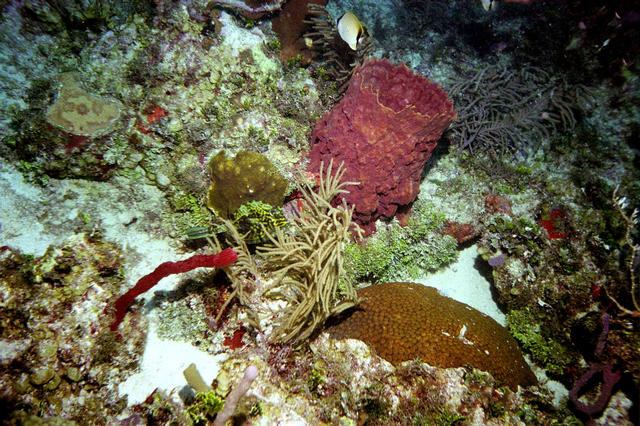 ../pictures/barrel_coral.jpg