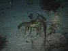 mr_lobster_by_night2.jpg