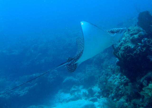 ../pictures/spotted_eagle_ray3.jpg