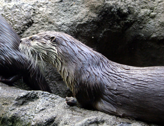 ../pictures/otters4.jpg
