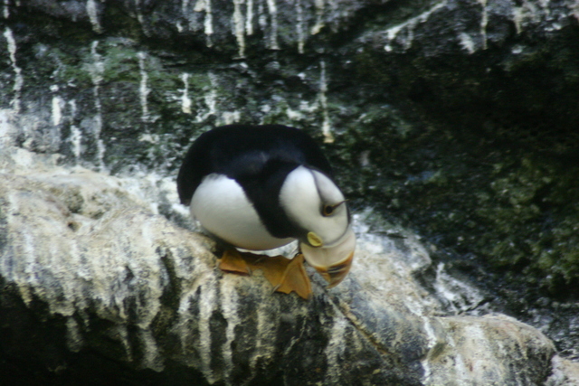 ../pictures/puffins1.jpg