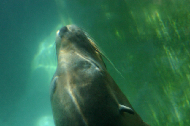 ../pictures/sea_lions2.jpg