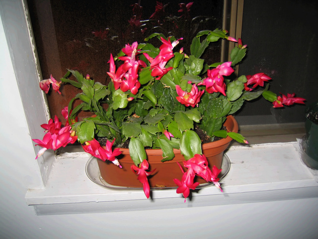 ../pictures/christmas_cactus.jpg