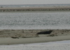 Ocracoke_seal1.jpg