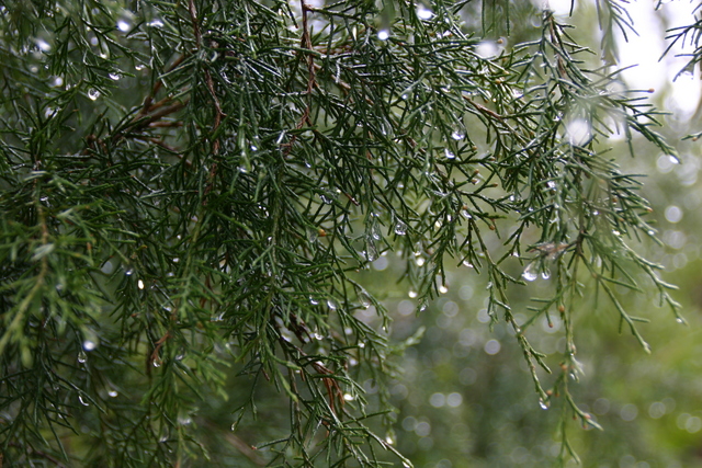 ../pictures/Currituck_nature_trail5.jpg