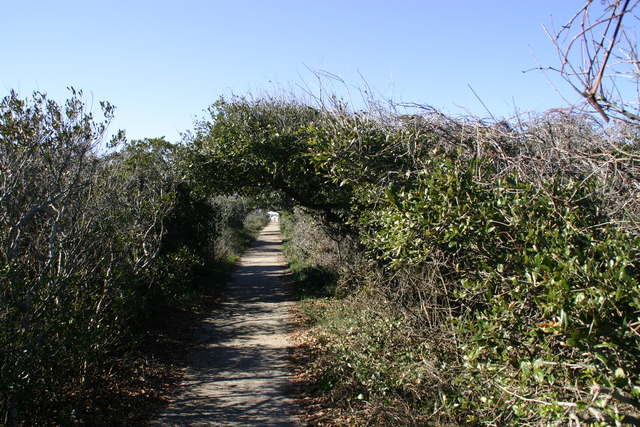 ../pictures/Pea_Island_natural_preserve1.jpg