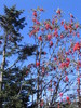 Clingmans_dome9.jpg