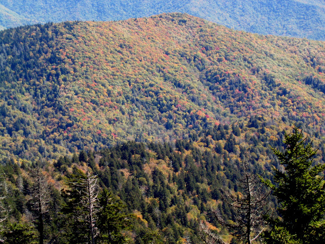 ../pictures/Clingmans_dome1.jpg