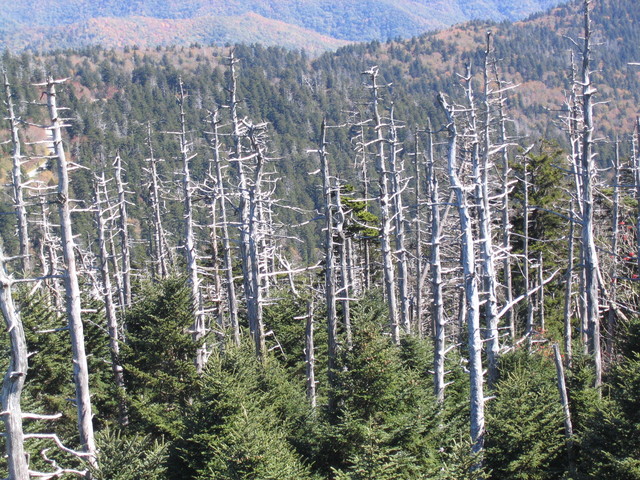 ../pictures/Clingmans_dome10.jpg