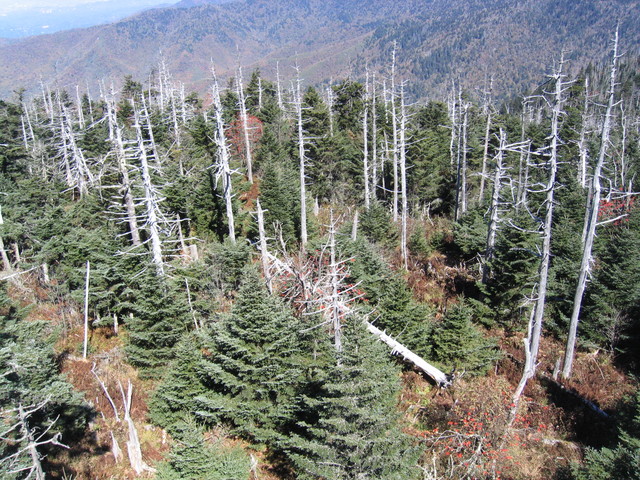 ../pictures/Clingmans_dome11.jpg