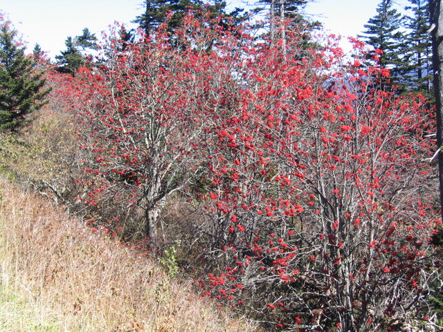 ../pictures/Clingmans_dome2.jpg