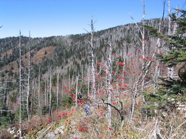 ../pictures/Clingmans_dome3.jpg