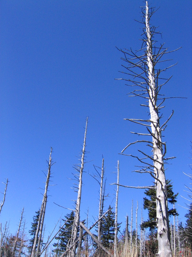 ../pictures/Clingmans_dome6.jpg
