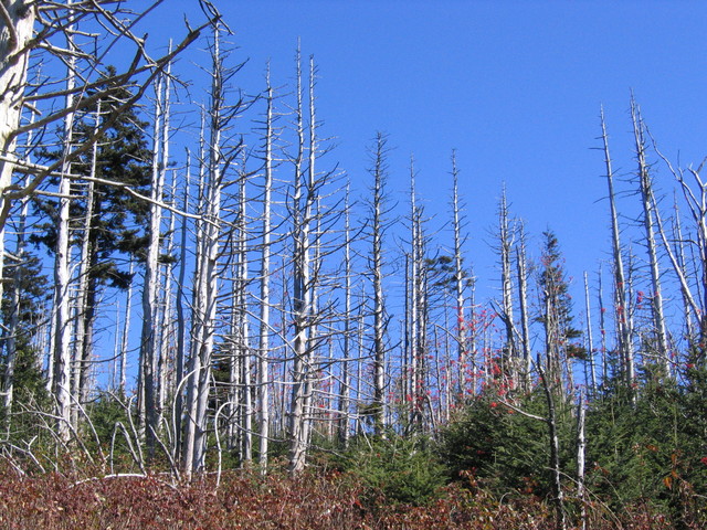../pictures/Clingmans_dome7.jpg