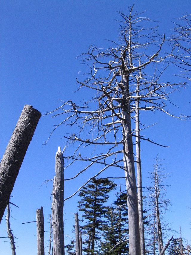 ../pictures/Clingmans_dome8.jpg