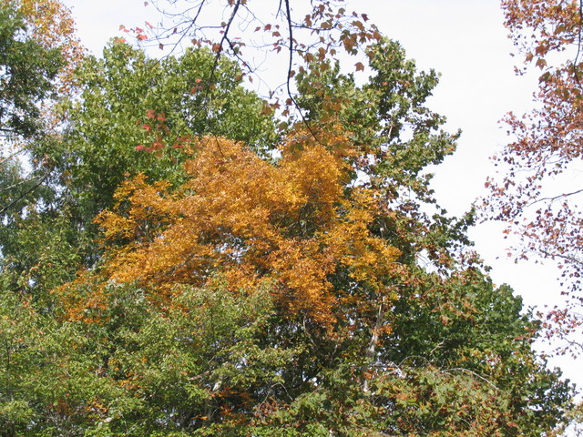 ../pictures/Little_river_views2.jpg