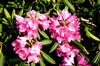rododendrons1.jpg