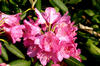 rododendrons2.jpg
