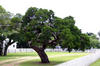 tree_at_ocracoke_lighthose.jpg