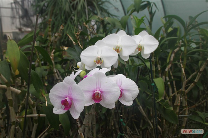 the_orchid_trail_003